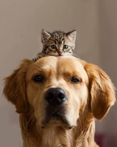 Animaux accueillis au cabinet