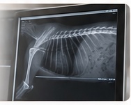 Radiographie numérique Parmain Vet